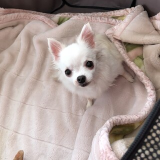 大きめチワワの女の子