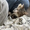 飼い主と一緒にいるのが好き