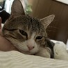 の写真