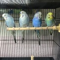 セキセイインコ  1羽　雄