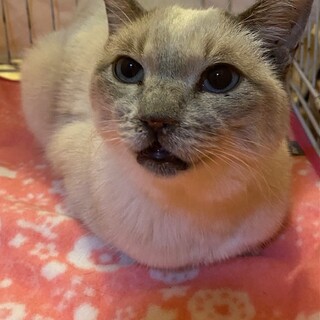 ブルーの目のシャムmix　マリちゃん