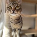 天真爛漫なキジトラの男の子！