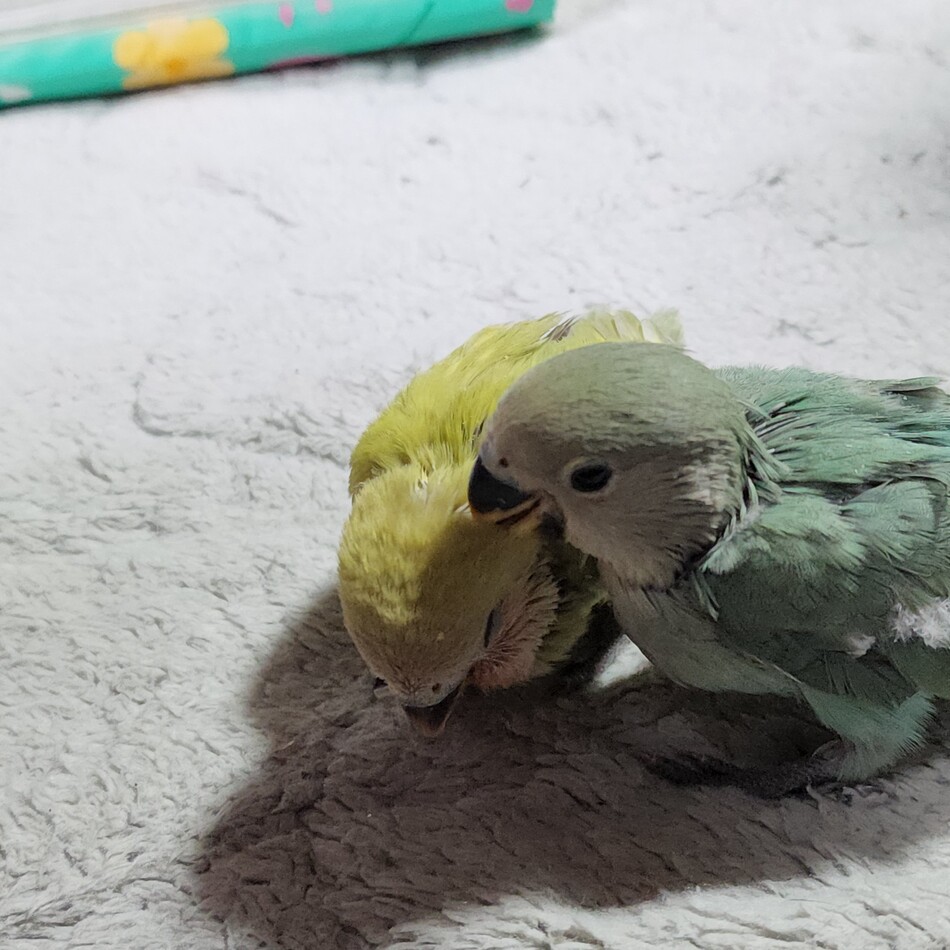 かんばらさんのカバー写真