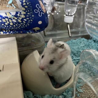 ゴールデンハムスターのカラーです。