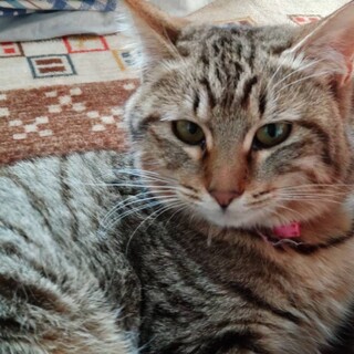 ぽっちゃりボディの女の子♪キジ柄