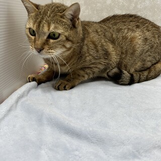 ベンガル2歳‼️懐っこくて甘えん坊❤美猫ステラ