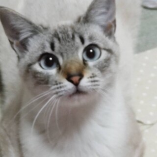 青いキレイな瞳♪可愛いお顔の女の子