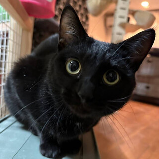 4/23荒川区譲渡会　 リナちゃん