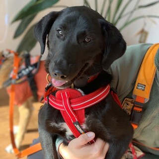 人間大大大好き！黒ラブミックスの男の子