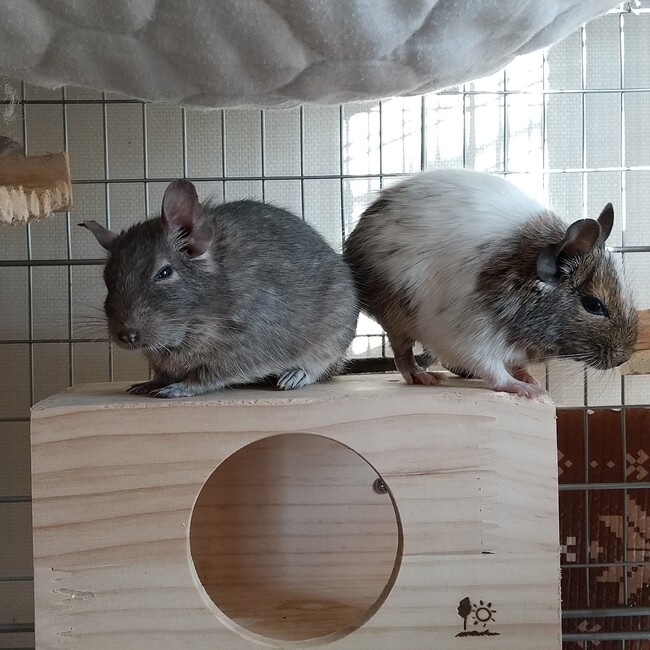 ユキサキカプラのカバー写真