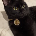 【至急募集】人懐っこいイケメン 黒猫 2歳 