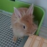師走っこ　みかちゃん サムネイル3