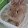 師走っこ　みかちゃん サムネイル4