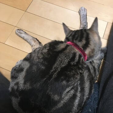 念入りに毛繕い。