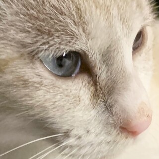 神秘的ブルーアイのパステルシャム柄ちゃん