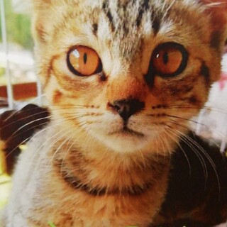 猫エイズ陽性の仔猫です。