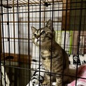 生後約4ヶ月◎甘えん坊のサビちゃん♀