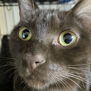 珍しいブラウンの毛色♪大きな体の甘えん坊