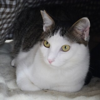 体格の良い白キジ男の子、超甘えっ子です！