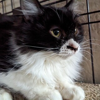 2/19荒川区譲渡会　ココちゃん　7ヶ月