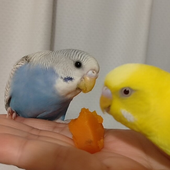 はくとそらのカバー写真