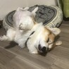 岡村犬