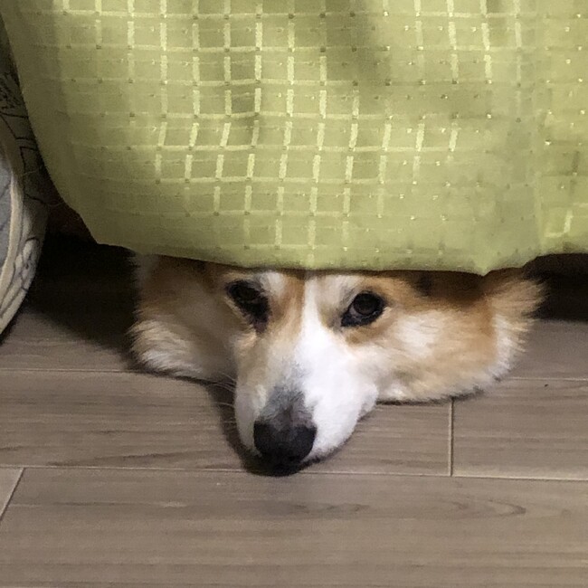 岡村犬のカバー写真