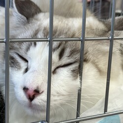 名古屋市緑区猫の譲渡会