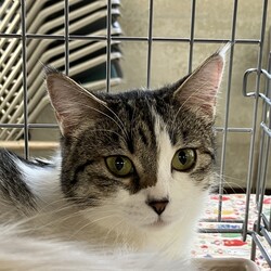 名古屋市緑区猫の譲渡会