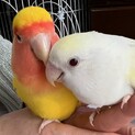コザクラインコ2羽