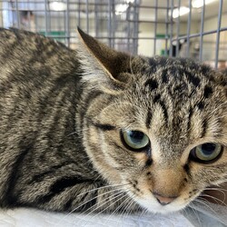 名古屋市緑区猫の譲渡会