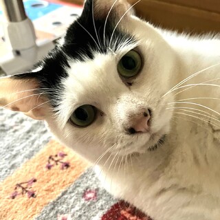 里親決定。飼い主さん逝去のユメくん