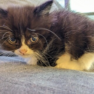 ペルシャ☓ハチワレ　フワフワ大人しいメスの仔猫です