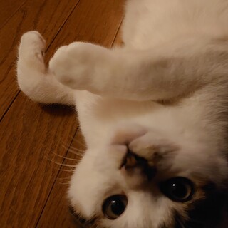 お寺へやってきた甘えん坊な子猫です