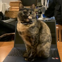 にゃーちゃん