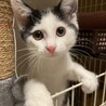 猫初心者さんもok！可愛い前髪の女の子 サムネイル4