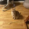 甘えん坊で大人しい茶トラの男の子 サムネイル2