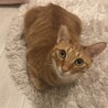 甘えん坊で大人しい茶トラの男の子 サムネイル3