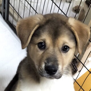 保健所レスキュー♂あらた♡人馴れ抜群