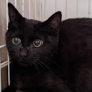 魔女の宅急便ジジのような黒猫男子！