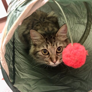 3歳母猫と6ヶ月子猫