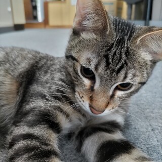 キジトラにゃんこの里親さん募集