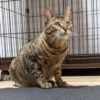 むぎわら３姉妹　イカ耳こたちゃん