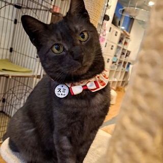 お膝は僕の指定席☆スミくん