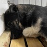 収容され1週間の期限があります サムネイル5