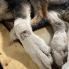 収容され1週間の期限があります サムネイル7