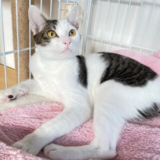 シロキジのイケメンくん　ソヌ