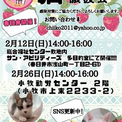 保護猫の譲渡会in小牧