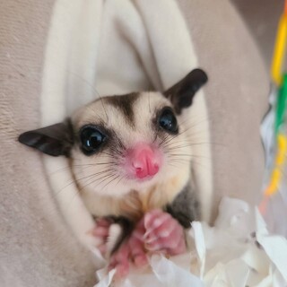 １歳半フクロモモンガ♂ 人懐っこいです☺︎