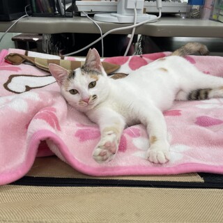 小さい和風美猫さん！